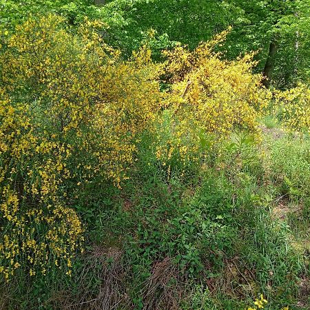 埃伯巴赫Casa La Collina Delle Ginestre公寓 外观 照片