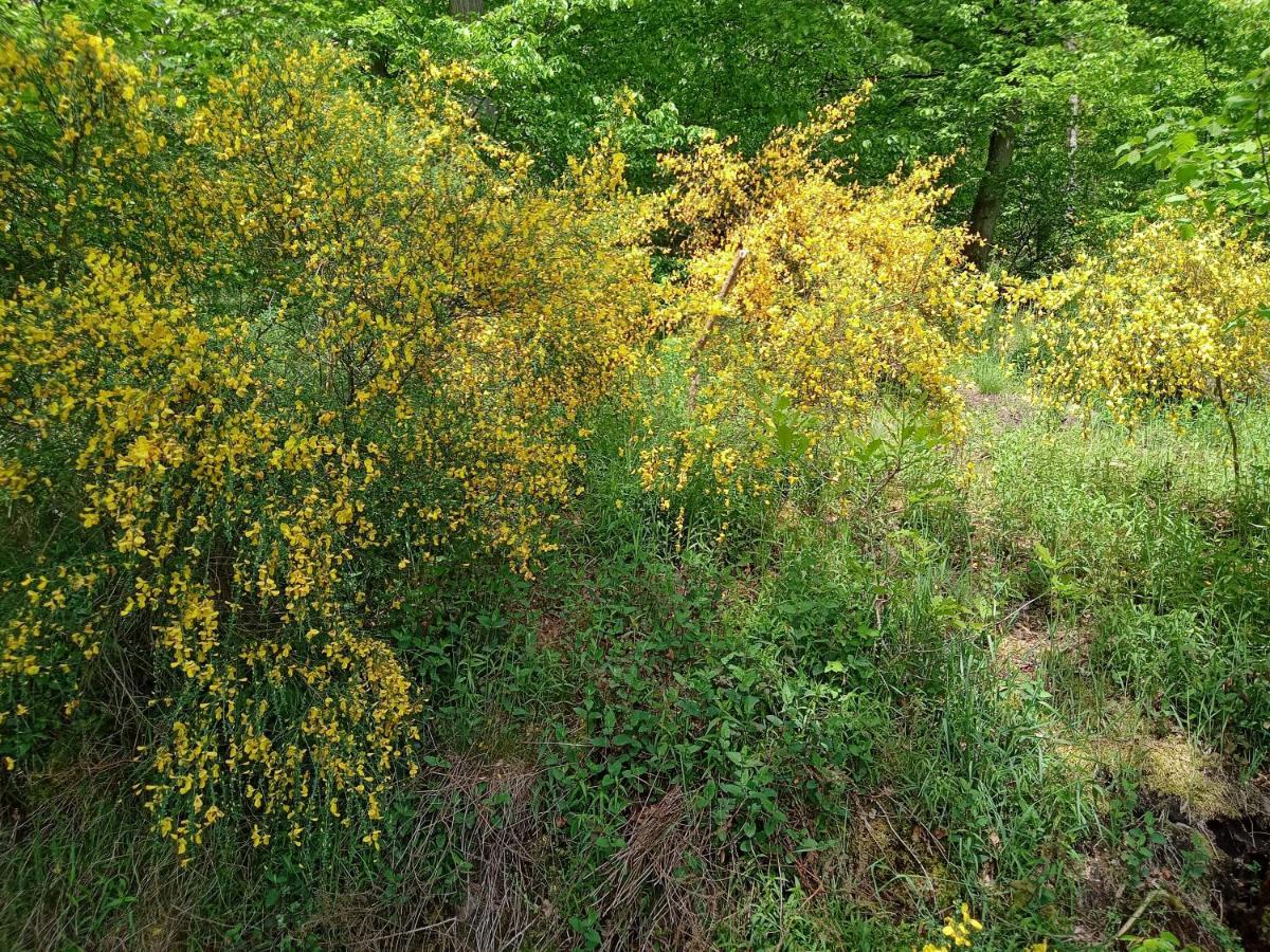 埃伯巴赫Casa La Collina Delle Ginestre公寓 外观 照片